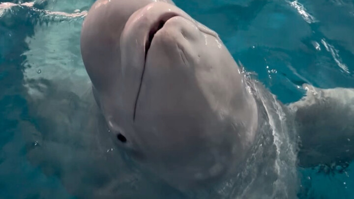 Xiao Hei is so cute and feisty! Here’s a science fact: beluga whales make sounds using their blowhol
