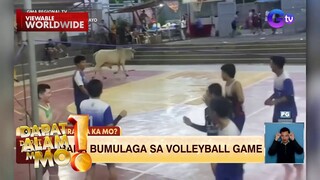 Baka, bumulaga sa isang volleyball game | Dapat Alam Mo!