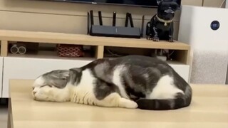 Where Do Sea Cucumbers Come From?