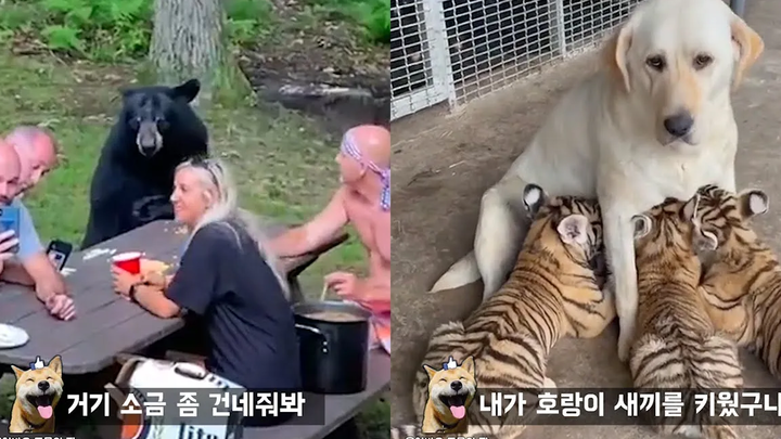 จะเกิดอะไรขึ้นเมื่อคุณเชิญหมีป่ามางานปาร์ตี้ Funny Animal Meme