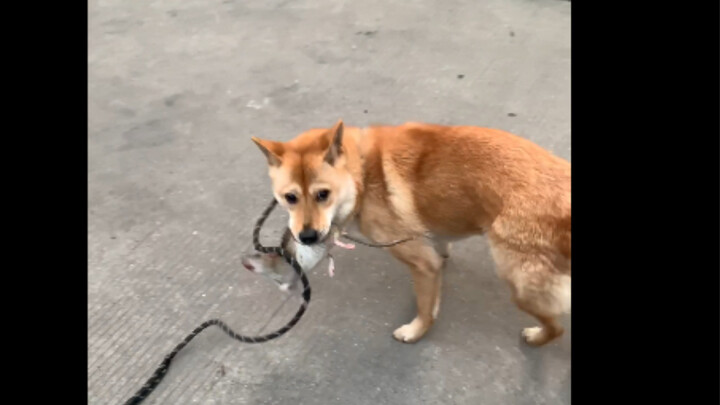 Toàn bộ quá trình săn mồi của chó nhà được quay thực tế