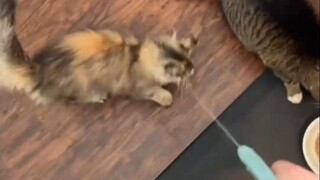 The kitty that always rushes over to snatch the pregnant woman's meal—execution by firing squad, imm