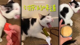 猫界“黑蒜姐”！