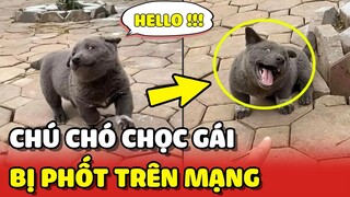 Chú chó CHỌC GÁI bị cô gái PHỐT trên mạng có biệt danh là "SỞ KHUYỂN" 😂 | Yêu Lu