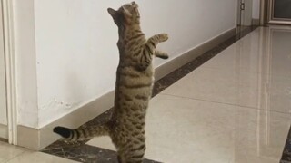 عندما اشتريت لقطتي لعبة على شكل طائر، كانت النتيجة... حسنًا، إنها مرة أخرى لعبة لا يحبها دودو...