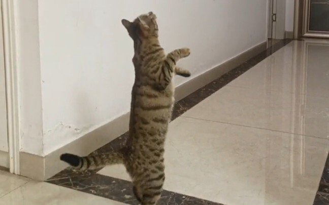 عندما اشتريت لقطتي لعبة على شكل طائر، كانت النتيجة... حسنًا، إنها مرة أخرى لعبة لا يحبها دودو...