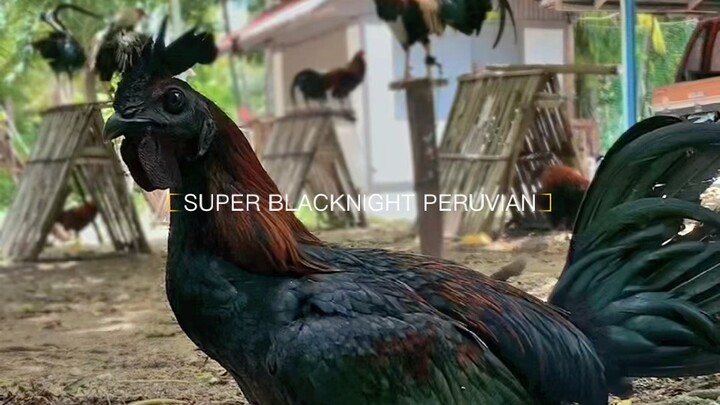 BLACK NIGHT PERUVIAN