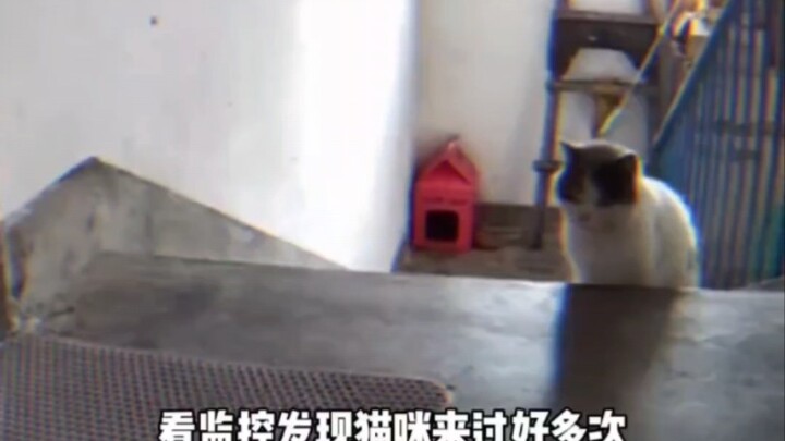 القطة: أريد أن أسمعك تقول بنفسك إنك لا تحبني بعد الآن.