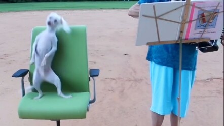 Chú chó thích nhảy múa