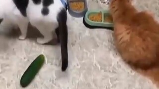 Funniest Cats Dont try to hold back 2020|Funniest video