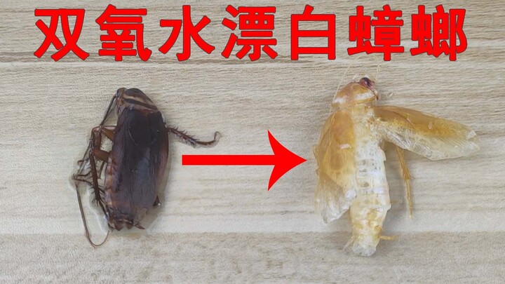 Benarkah kecoak tak takut bahkan pada hidrogen peroksida? Mencoba memutihkan dan menghilangkan warna