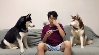 Husky: Aku Berani Makan Kotoran, Apakah Kau Berani?