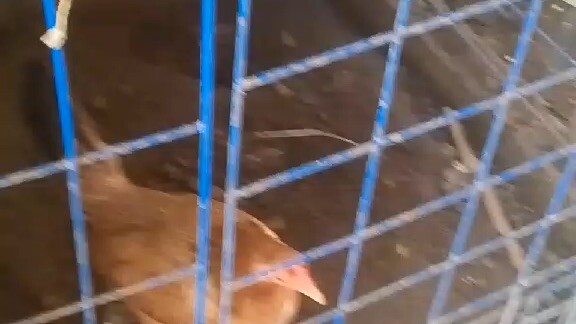 unta maka produce ug daghan. small breeder🐓