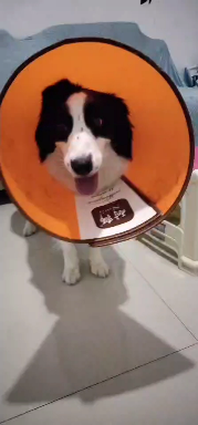 Daunnya tetap daun yang dulu, suka tertawa, suka memarahi Shi Yi.