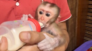 Dad Feed Milk To Newborn Baby Of Member Lion Family