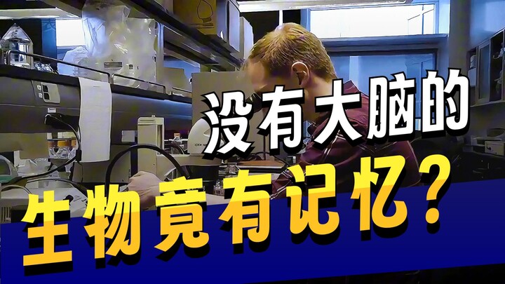 It has no eyes and no brain, yet it can solve mazes designed by humans.