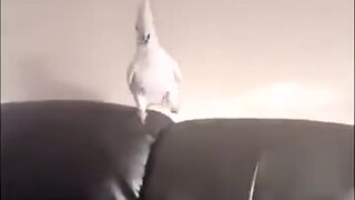 The parrot disappeared instantly after playing with it. Its reaction was exactly the same as mine wh
