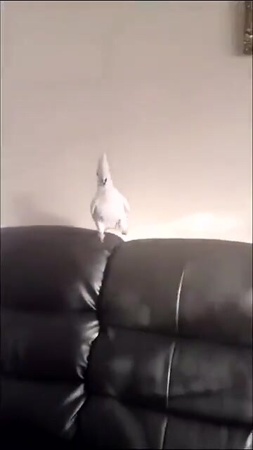 The parrot disappeared instantly after playing with it. Its reaction was exactly the same as mine wh