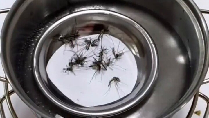 Famous hardcore mosquito-killing scene, mosquito: Have I violated the law of heaven?