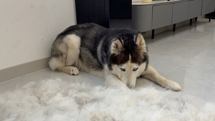 ช่วงผลัดขนสุดสยอง