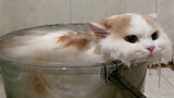 ลูกแมวตัวอื่นๆ ใช้สำหรับอาบน้ำ และแมวตัวเตี้ยสำหรับดำน้ำตื้น