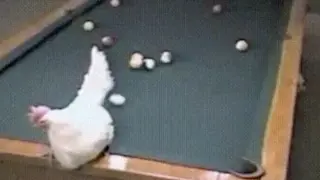 Any egg laid can get the ball into the hole.