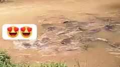 mud fish