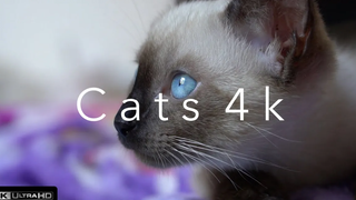 Cats 4k (Ultra HD)⎜Part 2⎜Relaxing Music⎜Earth from Above⎜Sweet Kittens Siam Cats Black Cats 4k