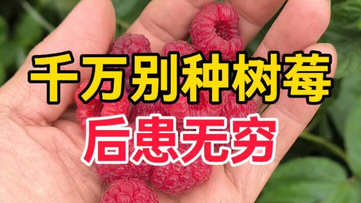 Saran saya, jangan menanam raspberry—tanaman ini benar-benar invasif!