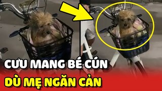 Xúc động cậu bé quyết tâm CƯU MANG bé chó bị BỎ RƠI dù mẹ ngăn cản ❤️ | Yêu Lu