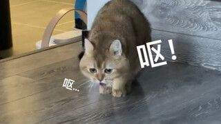 إن فترة التزاوج لدى القط الصغير مروعة للغاية!