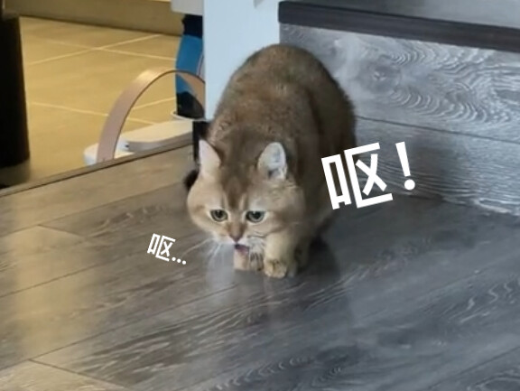 小公猫发情简直太可怕了！