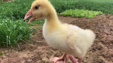 My Goose's Friendship with the Ducks Next Door