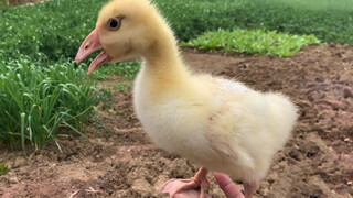 Persahabatan Angsaku dengan Bebek Tetangga