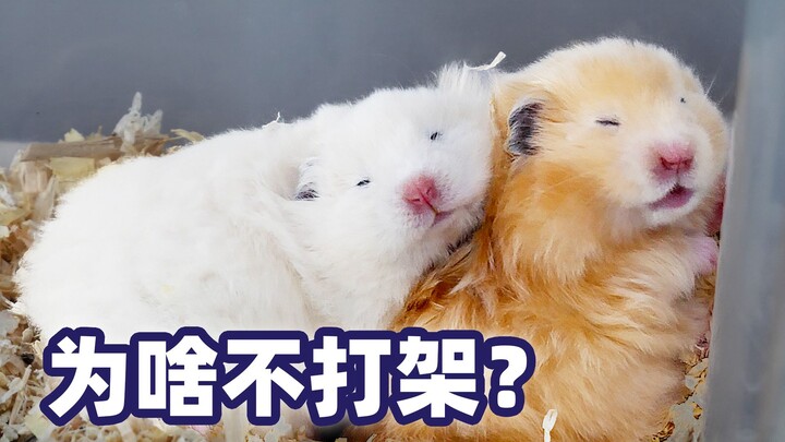 Who says you have to separate hamsters when they turn one month old? Here’s the *right* way—watch th