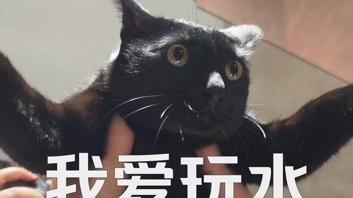 Kalau di rumah Anda juga punya kucing yang suka main air～
