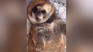 Cao thủ xuất chiêu :))  Theo dõi  xem video cún yêu nha meo meocute yeumeo yeudongvat dethuong anuong cunyeu