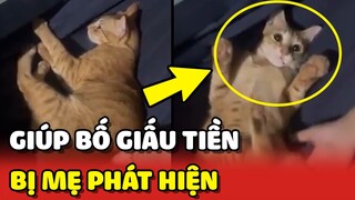 Chú mèo THÔNG MINH giúp bố cất giữ QUỸ ĐEN nhưng KHÔNG THÀNH 😂 | Yêu Lu