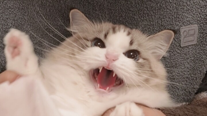 Mèo quý tộc chải lông hóa thành mèo quý tộc xấu tính