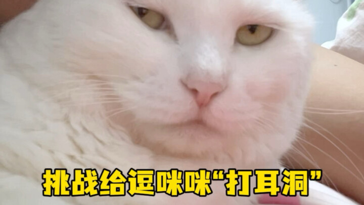 ท้าทายให้ตุ๊กตาหมีตัวน้อย “เจาะหู”