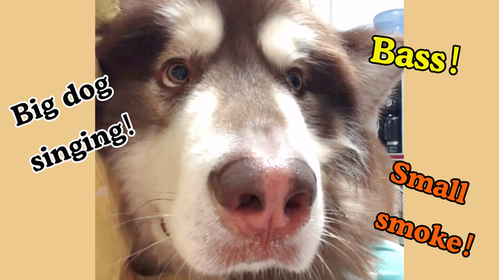 [Hewan]Ajarkan Seekor Anjing Menyanyi