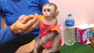 Mino monkey enjoy eating orange