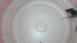 tikus di ember