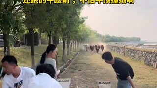 一家人在露营突然一群牛闯入！！！