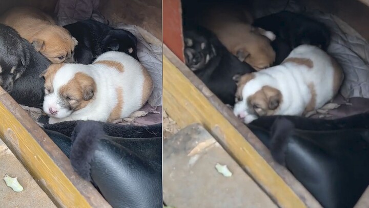A stray dog gave birth in winter. An old man built a cozy little shelter to keep her and her pups wa