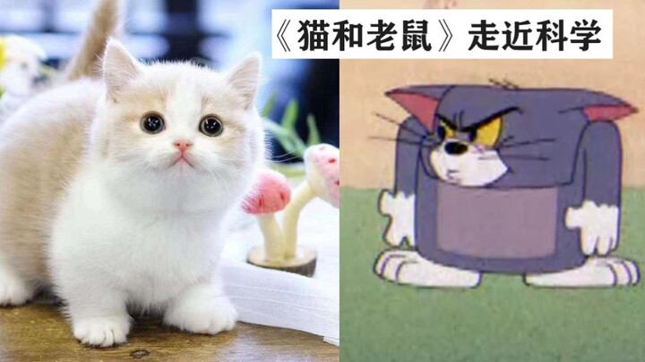 It turns out that short-legged cats are made shorter by hammering? ? ? ? ? ?