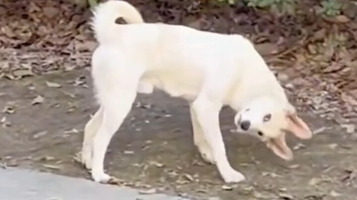 “I just love watching dogs that are a little bit crazy, hahaha”