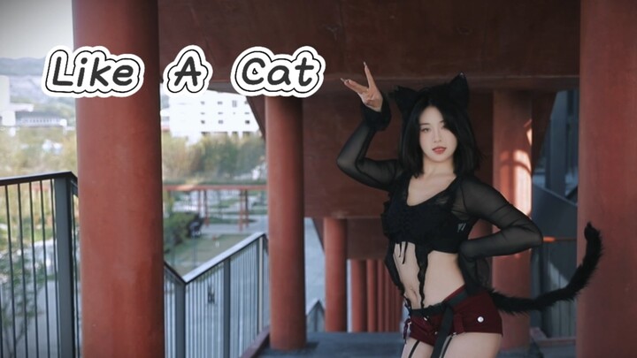 【恩恩】逮捕小猫计划 AOA—猫步轻悄 Like a Cat