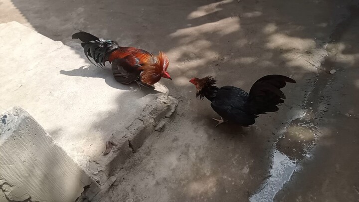 Black Hennie vs Melsim black Sparring