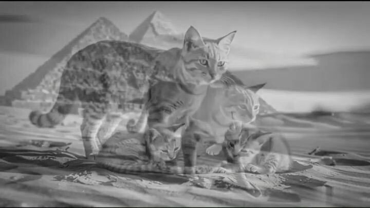 The Smallest Predator of the Sahara_ The Sand Cat! #shortsvideo